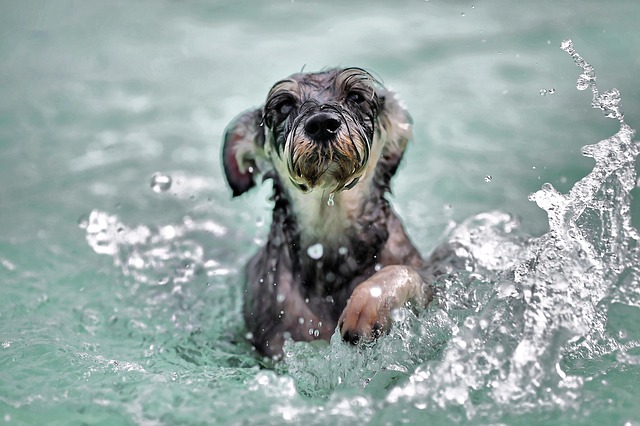 Afzonderlijk bevestig alstublieft zaad Zwemmen met je hond | blog | Plein
