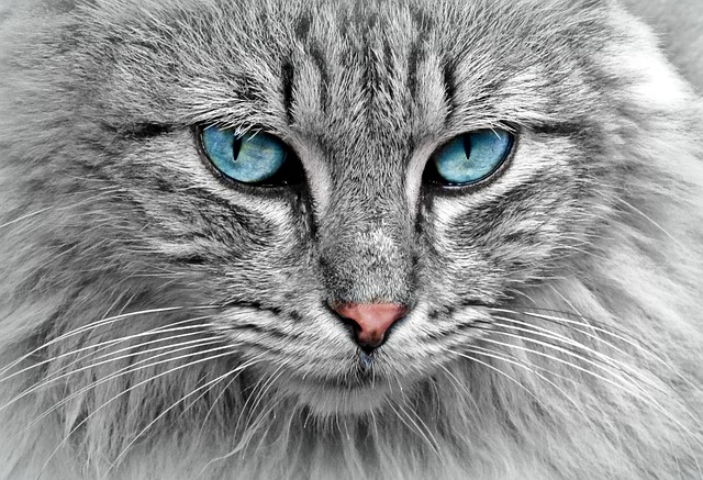 kubiek woordenboek vergeven Haarballen bij katten | blog | Plein