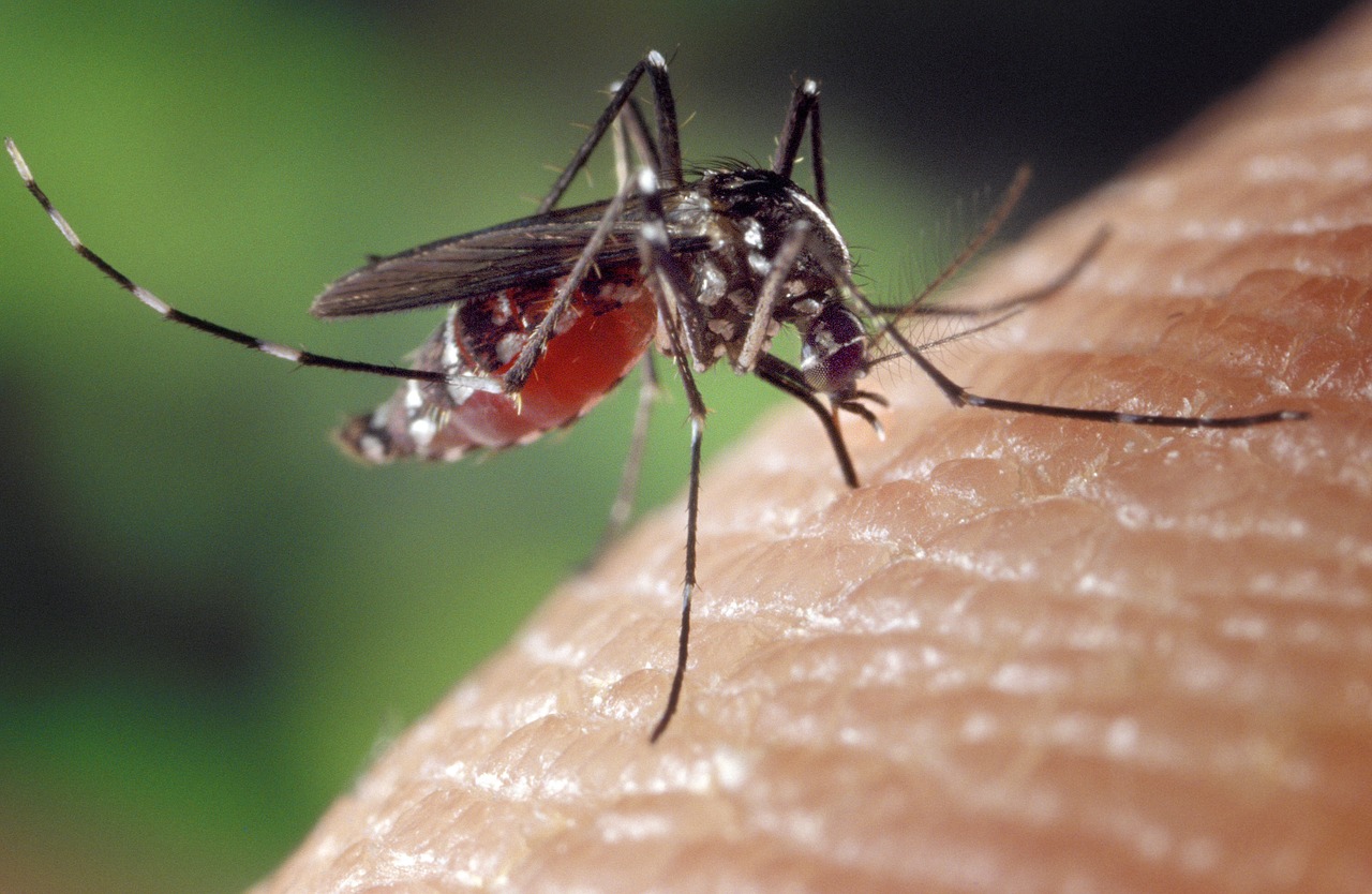 Wat helpt tegen muggen? | | Plein