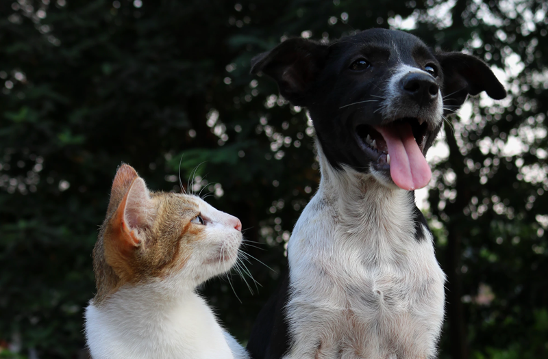 Ambassade kamp hoofd Honden en katten in de rui | blog | Plein