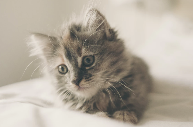 Viool cijfer zuiger Wat heb je nodig voor een kitten? | kitten benodigdheden | blog | Plein
