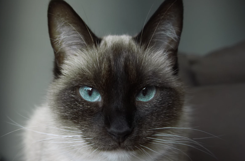 voor eeuwig Aardewerk Seraph Top 10 populairste kattenrassen | blog | Plein