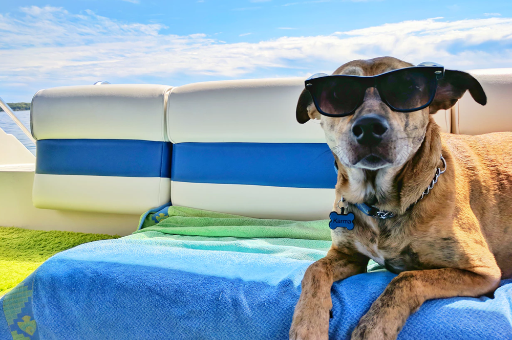 Met je hond op vakantie vakantie | blog | Plein