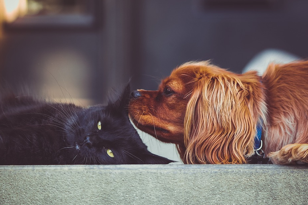 Accumulatie Openbaren Kan weerstaan Visolie (omega 3) voor je hond en kat | blog | Plein