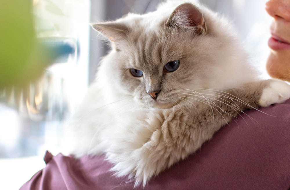 Bevriezen strak Dij Blaasgruis bij katten: symptomen en behandeling | blog | Plein