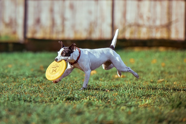 is dogfrisbee? | blog | Plein