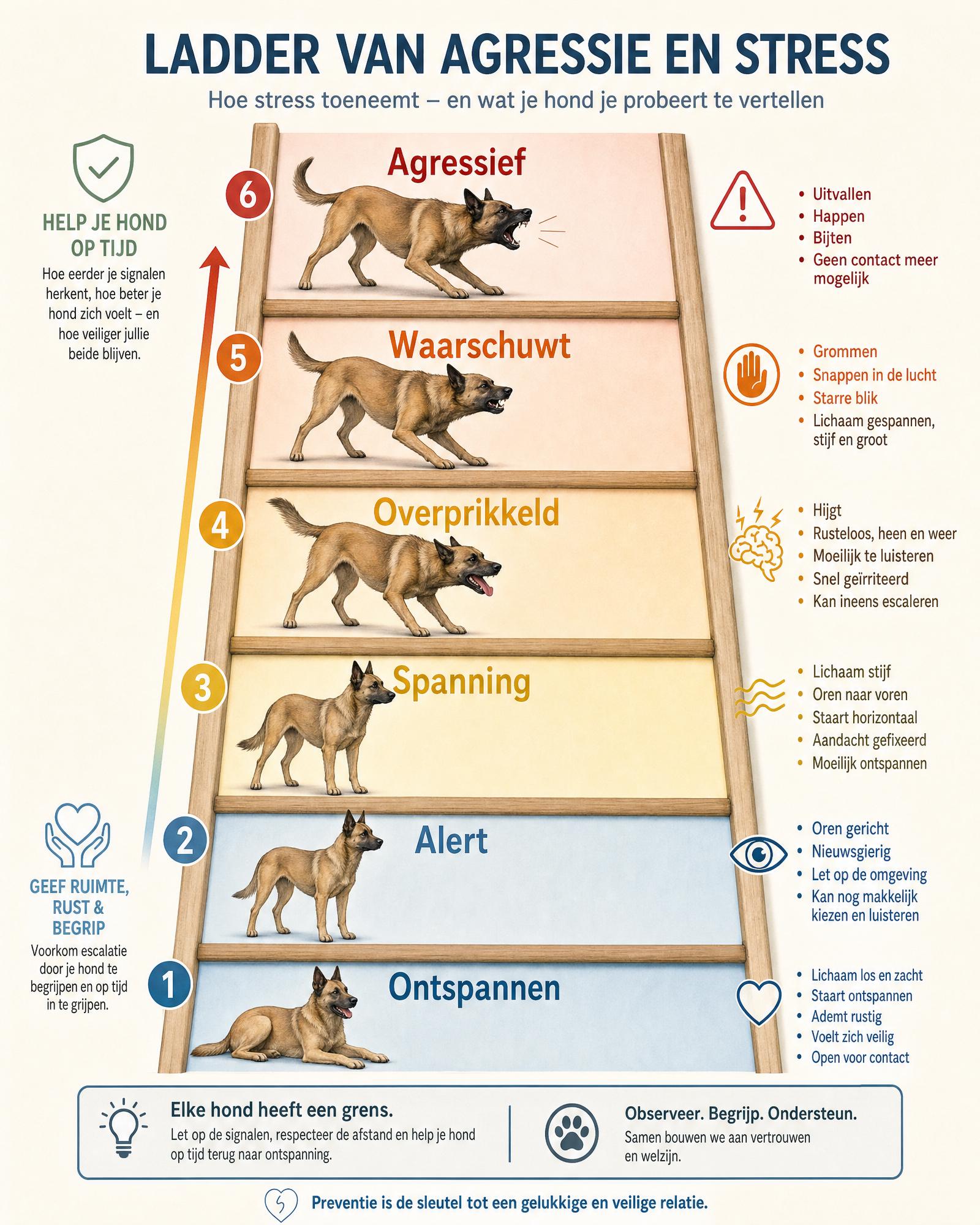 fases stress hond