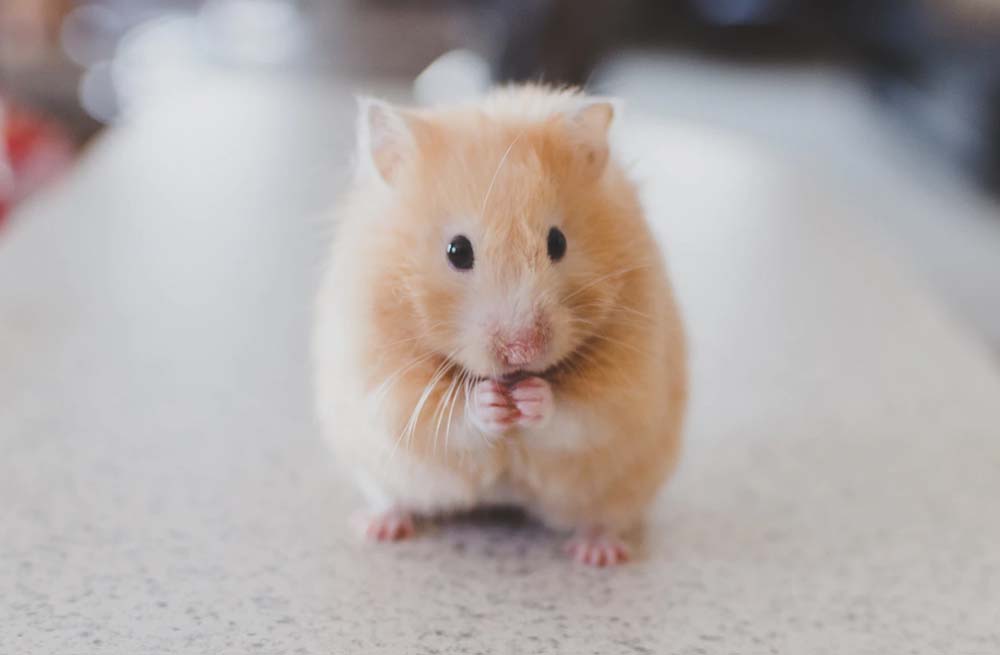 thuis Verslaggever mineraal Een hamster als huisdier: wat heb ik nodig? | blog | Plein