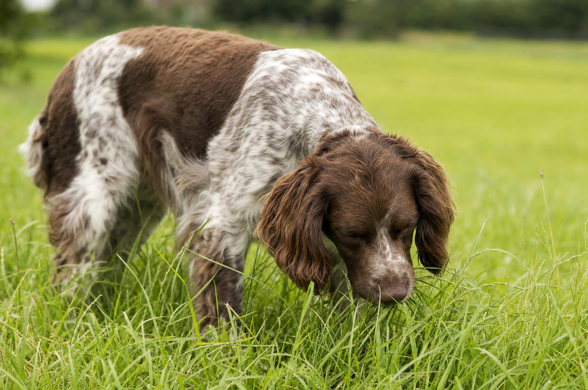 hond die gras eet