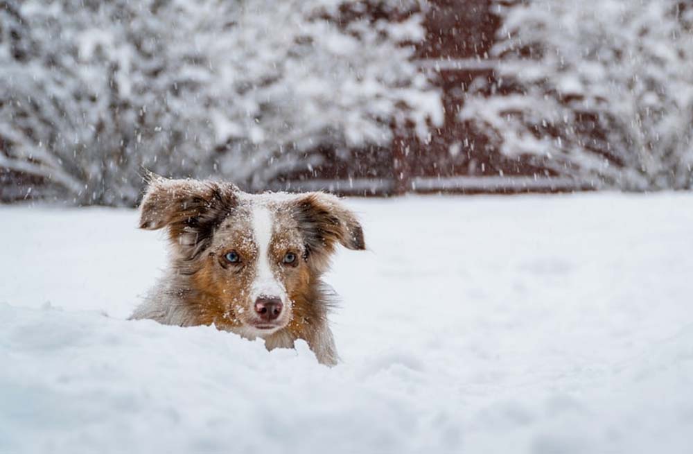 Grondig Misverstand Zes Met je hond wandelen en spelen in de sneeuw | blog | Plein