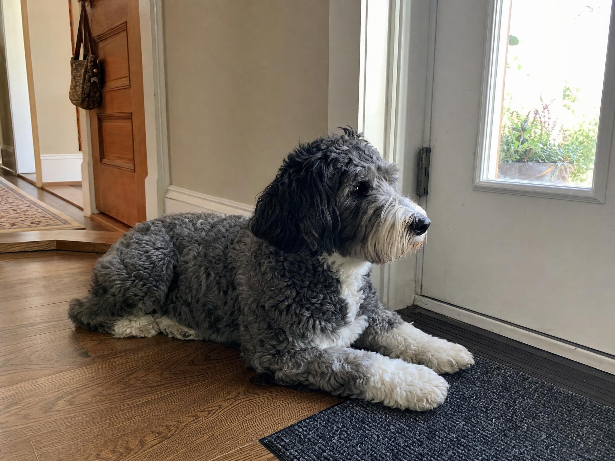 hond-wachtend-bij-voordeur
