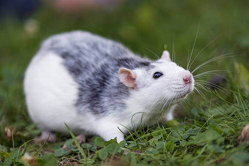 kool vergeetachtig Revolutionair Alles over het houden van een rat als huisdier | blog | Plein
