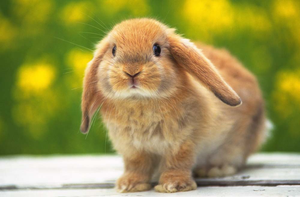 optioneel Lijm Binnen Het ideale konijnenhok | blog | Plein