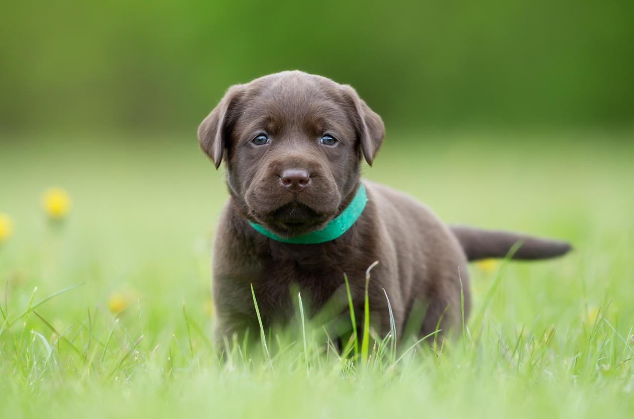 Puppy zindelijk