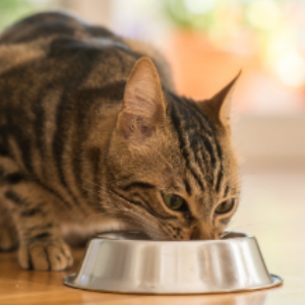 Bekijk Kattenvoer