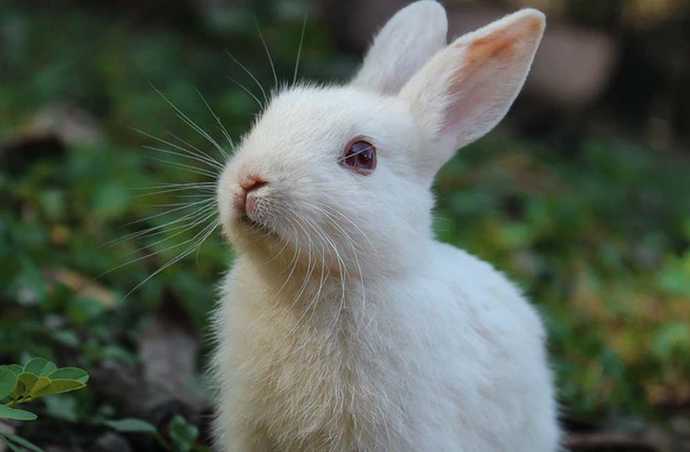 Verplaatsing deadline Riskant Alles over het kopen van een konijn | Plein