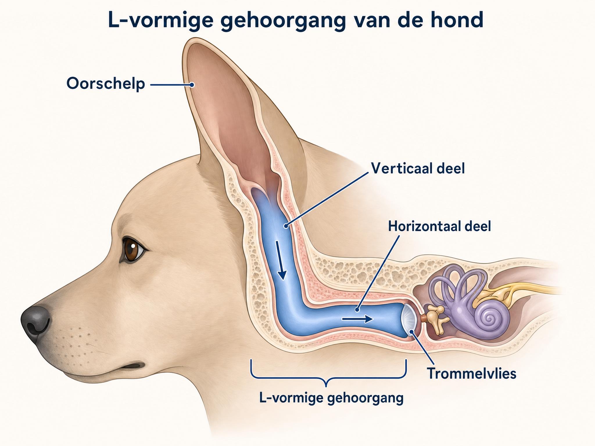 l vorm oor hond