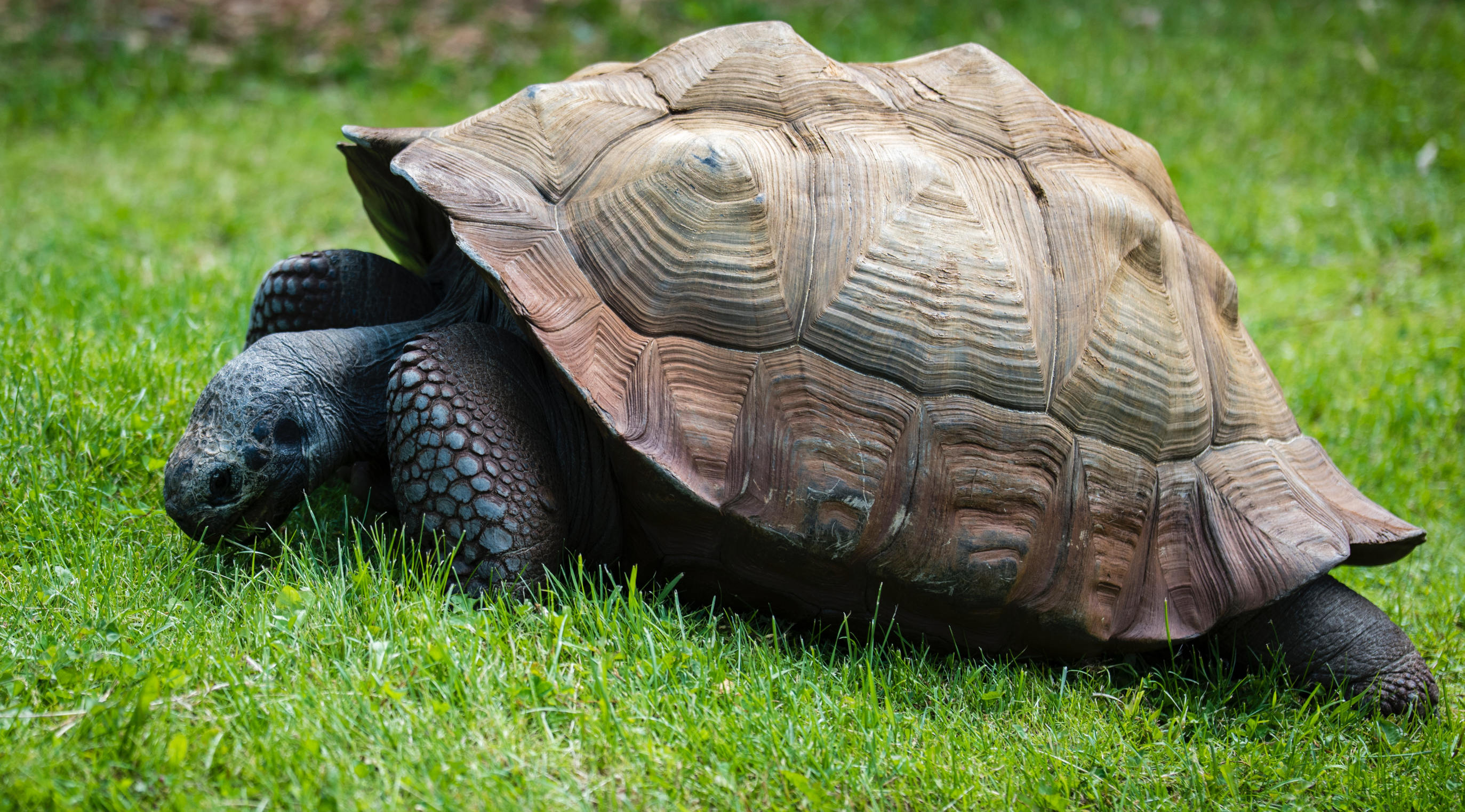 Landschildpad als | alles over houden van schildpad | blog |