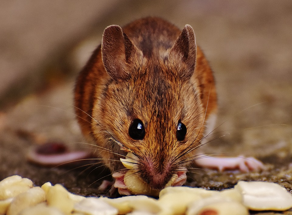 Een muis als huisdier blog Plein