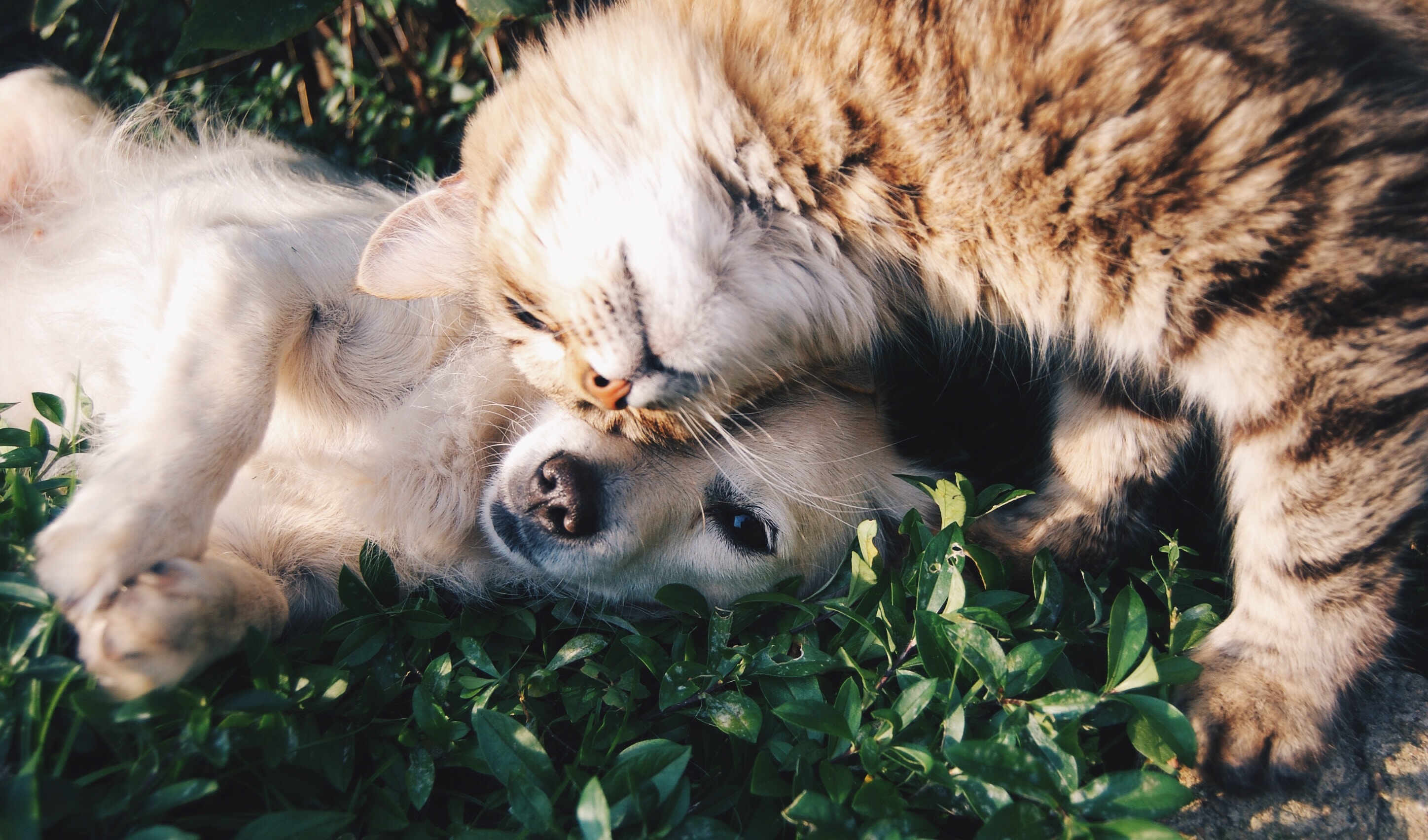 Onmogelijk mengsel jogger Vlooien bij hond en kat | Plein