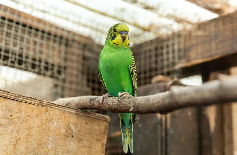 Ondeugd Overlappen Banzai Vogels verzorgen in een volière | Plein