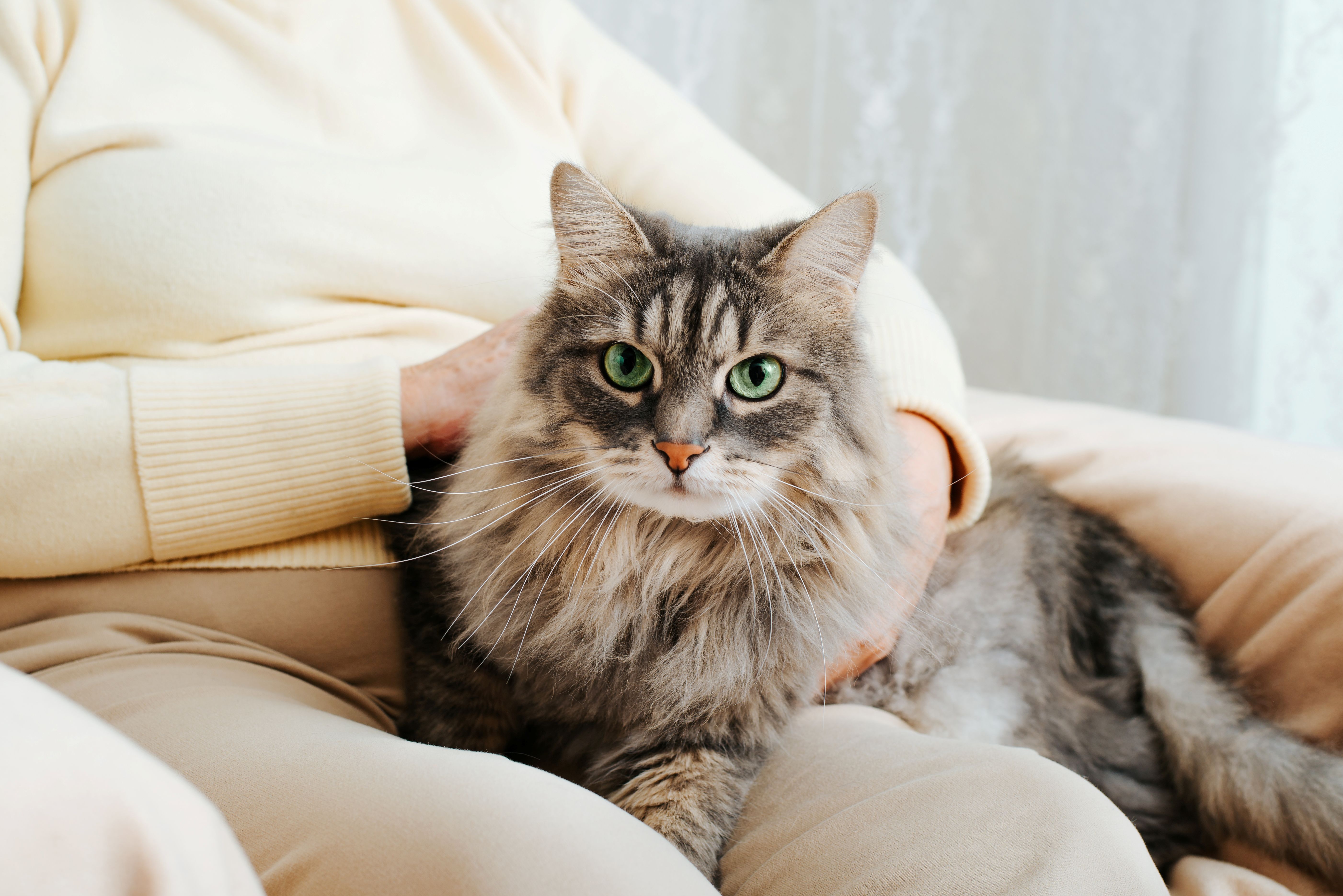 Ouder worden gaat bij katten geleidelijk. Ontdek welke voeding het beste aansluit bij de leeftijd, eetlust en behoeften van jouw senior kat, van natvoer tot droogvoer.