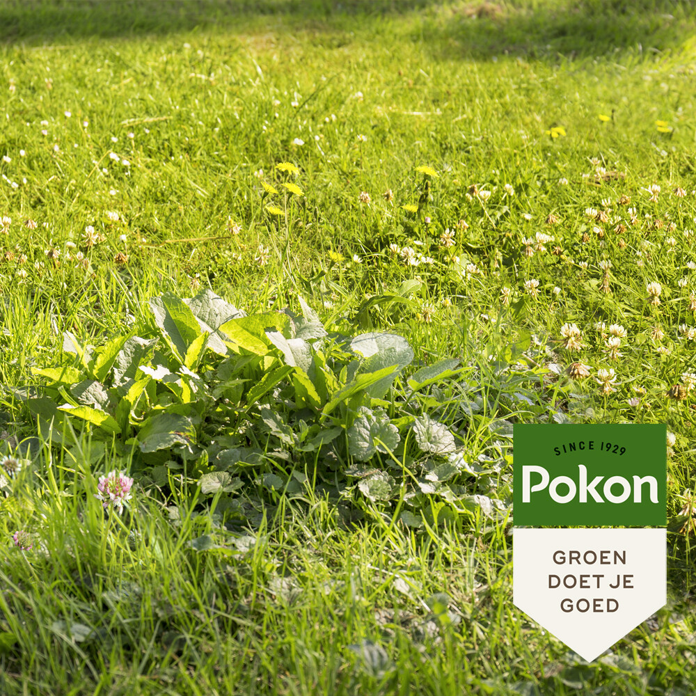 Pokon Onkruid Weg voor 120 m2 2,4 kg, foto 4