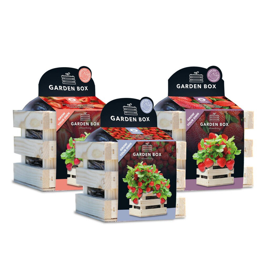 Baza Gardenbox Set Aardbeien 1 set