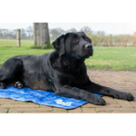Coolpets Premium Koelmat XL - 57.15 euro
