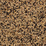 Deli Nature Kanaries Extra Nummer 53 20 kg