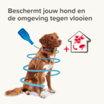 Beaphar Combotec Anti Vlooien en Teken Druppels Hond 10-20 kg - 16.49 euro