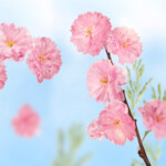 Kneipp Badkristallen Favourite Time Cherry Blossom - 10.99 euro