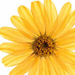 Kneipp Badkristallen Arnica Active - 10.09 euro