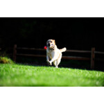 Chuckit Ultra Tug Medium - 8.59 euro