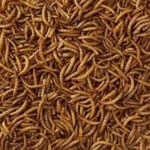 HobbyFirst Meelwormen 1 kg