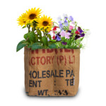 Baza Duo-Tuintje Sunflowers: Pygmy En Topolino - 5.65 euro