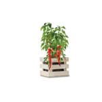 Baza Garden Box Bio Chili Peper - 6.25 euro