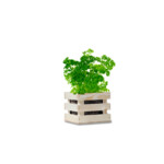 Baza Garden Box Bio Peterselie - 6.25 euro