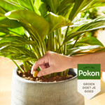 Pokon Kamerplanten Voedingskegels - 3.79 euro