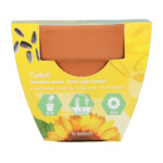 Buzzy Groeicadeautje Zonnebloem - 1.09 euro