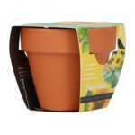 Buzzy Groeicadeautje Zonnebloem - 1.09 euro