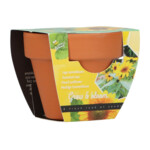 Buzzy Groeicadeautje Zonnebloem - 1.09 euro
