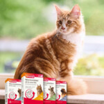 Beaphar All-in-one Ontworming Tabletten Kat Vanaf 1 kg - 10.79 euro