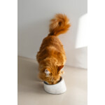 Designed by Lotte Melamine Eetbak Kat Vita Wit 160 ml - 11.69 euro