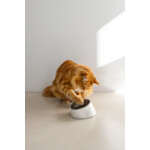 Designed by Lotte Melamine Eetbak Kat Vita Wit 160 ml - 11.69 euro