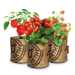 Baza Keukentuintjes Set Kruiden Groot - 20.29 euro