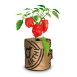 Baza Keukentuintjes Set Kruiden Groot - 20.29 euro