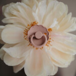 Frigg Fopspeen Daisy maat 1 0-6 mnd Blush Cream - 7.25 euro