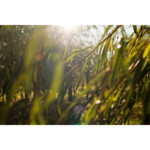 WELEDA Wilg Reinigingsgel - 11.05 euro