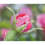 WELEDA Wilde Rozen & Witte Thee Vitaliserende Nachtcrème - 17.99 euro